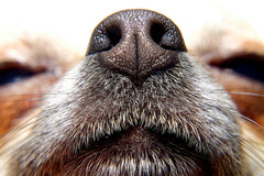 I am sniffing you carefully. All about scent communication in dogs