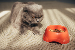 Cat not eating: reasons and solutions
